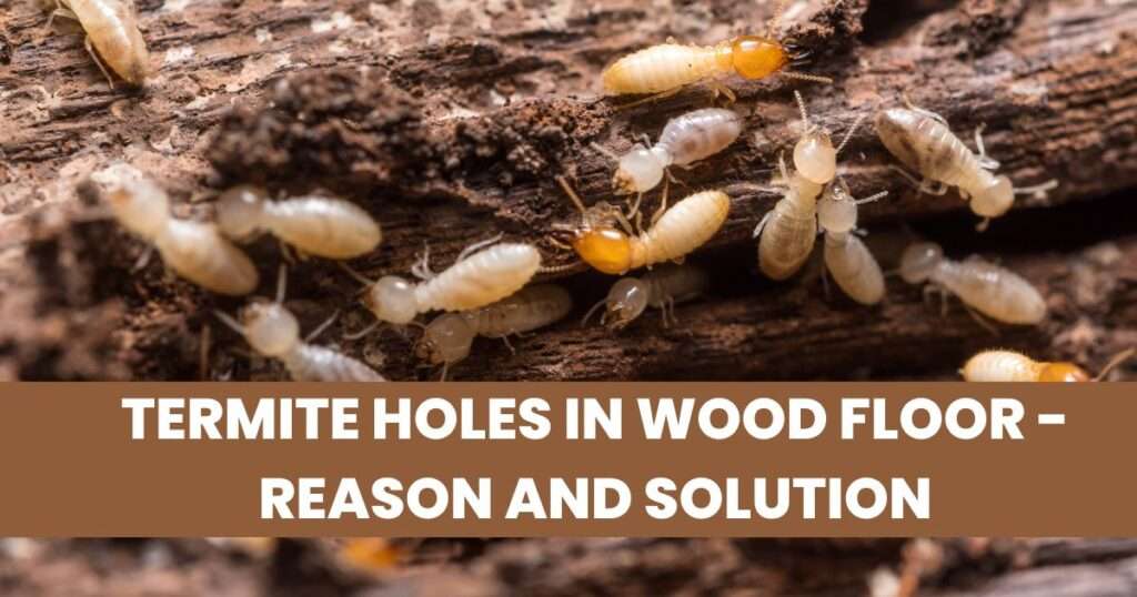 Termite Holes in Wood Floor