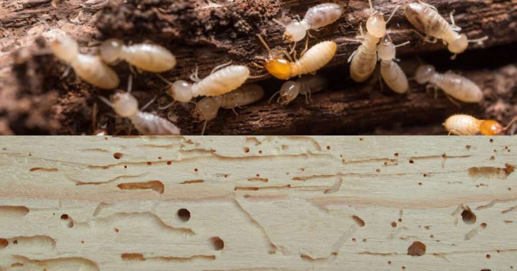 What are termite holes?